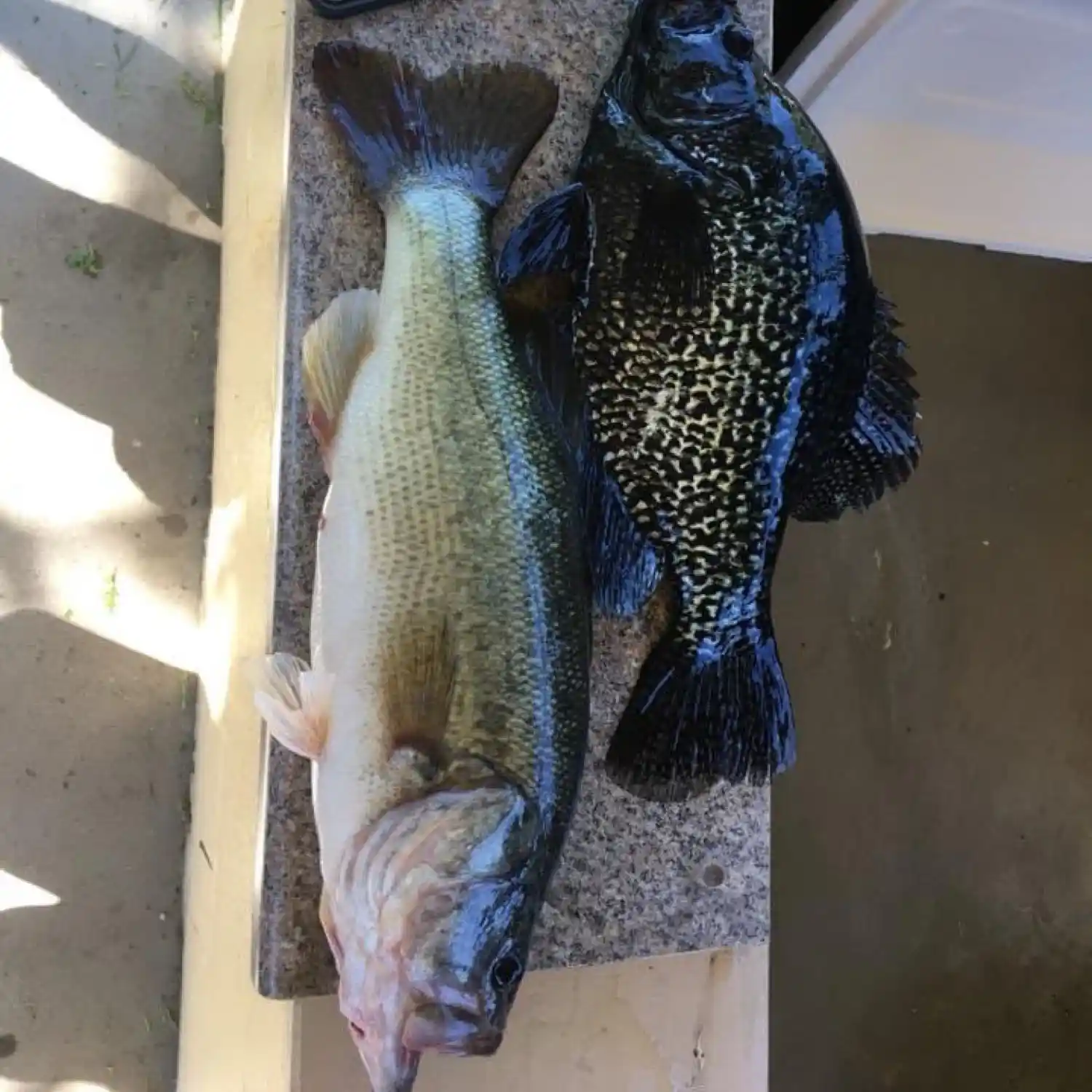 ᐅ Bouquet Reservoir fishing reports🎣• Santa Clarita, CA (United States ...