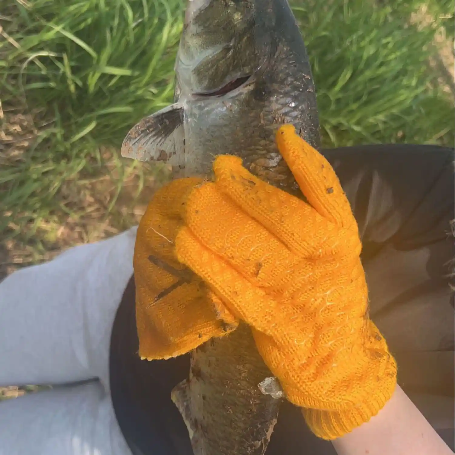 Catching a monster fish in the Annapolis River