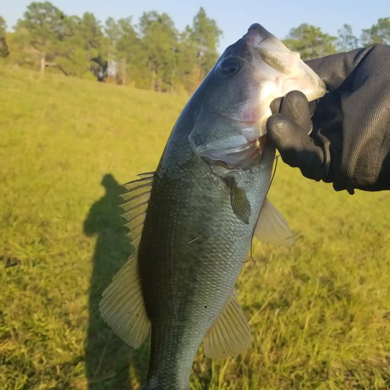 ᐅ Arties Pond fishing reports🎣• Grovetown, GA (United States) fishing