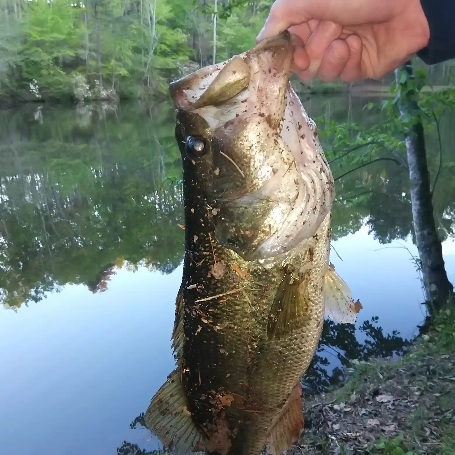 ᐅ Coursey Lake fishing reports🎣• Douglasville, GA (United States) fishing