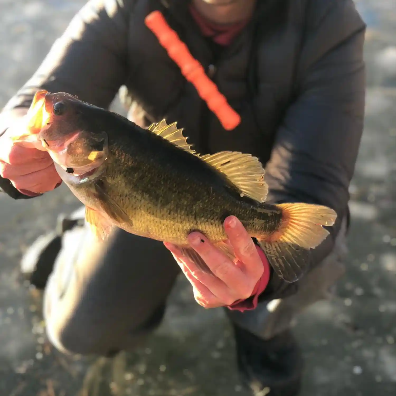 ᐅ Connecticut River Reservoir fishing reports🎣• Enfield, CT