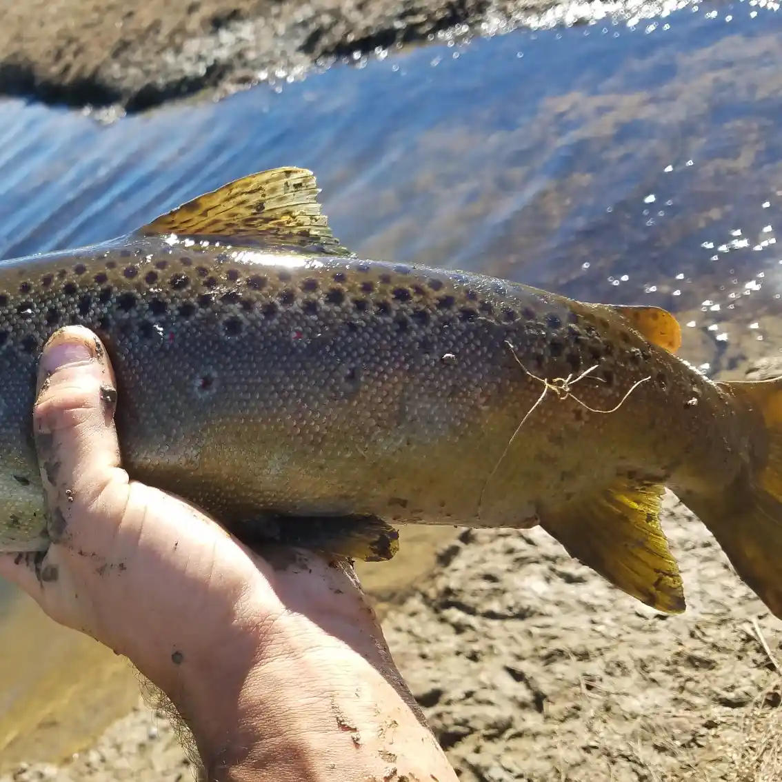 Rock Creek Lake - Northern California Private Fishery