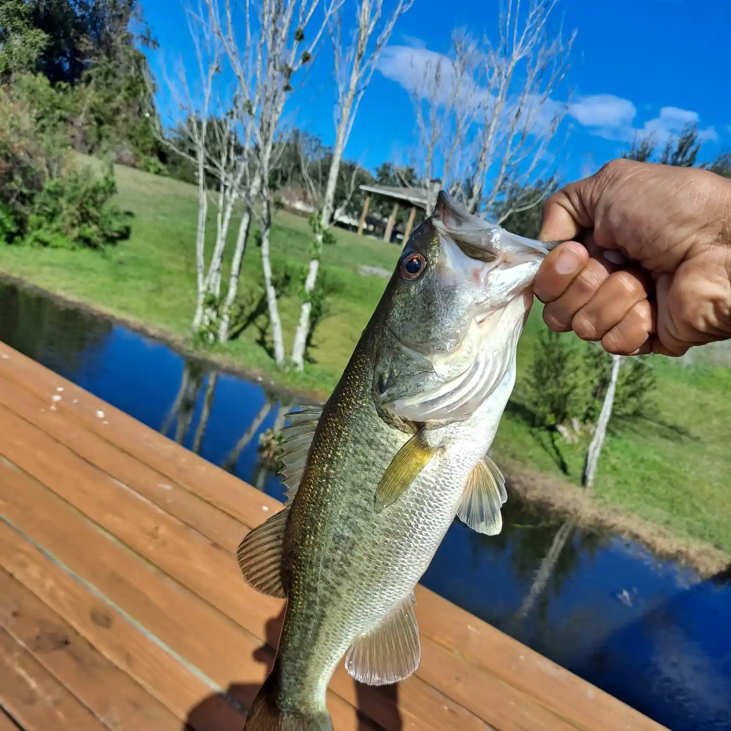 ᐅ W C Davis Lake fishing reports🎣• Stockbridge, GA (United