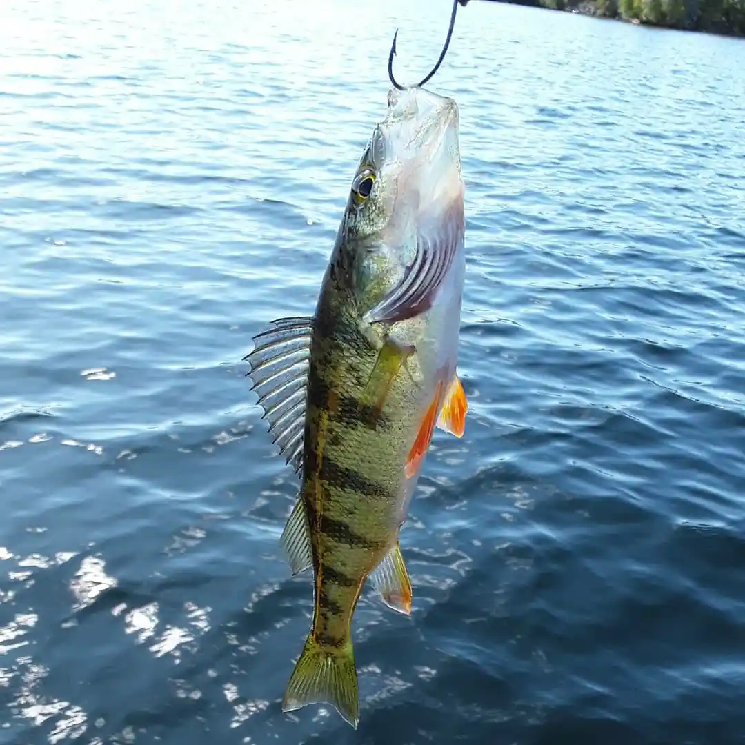 Perch Fishing in Ontario, Canada