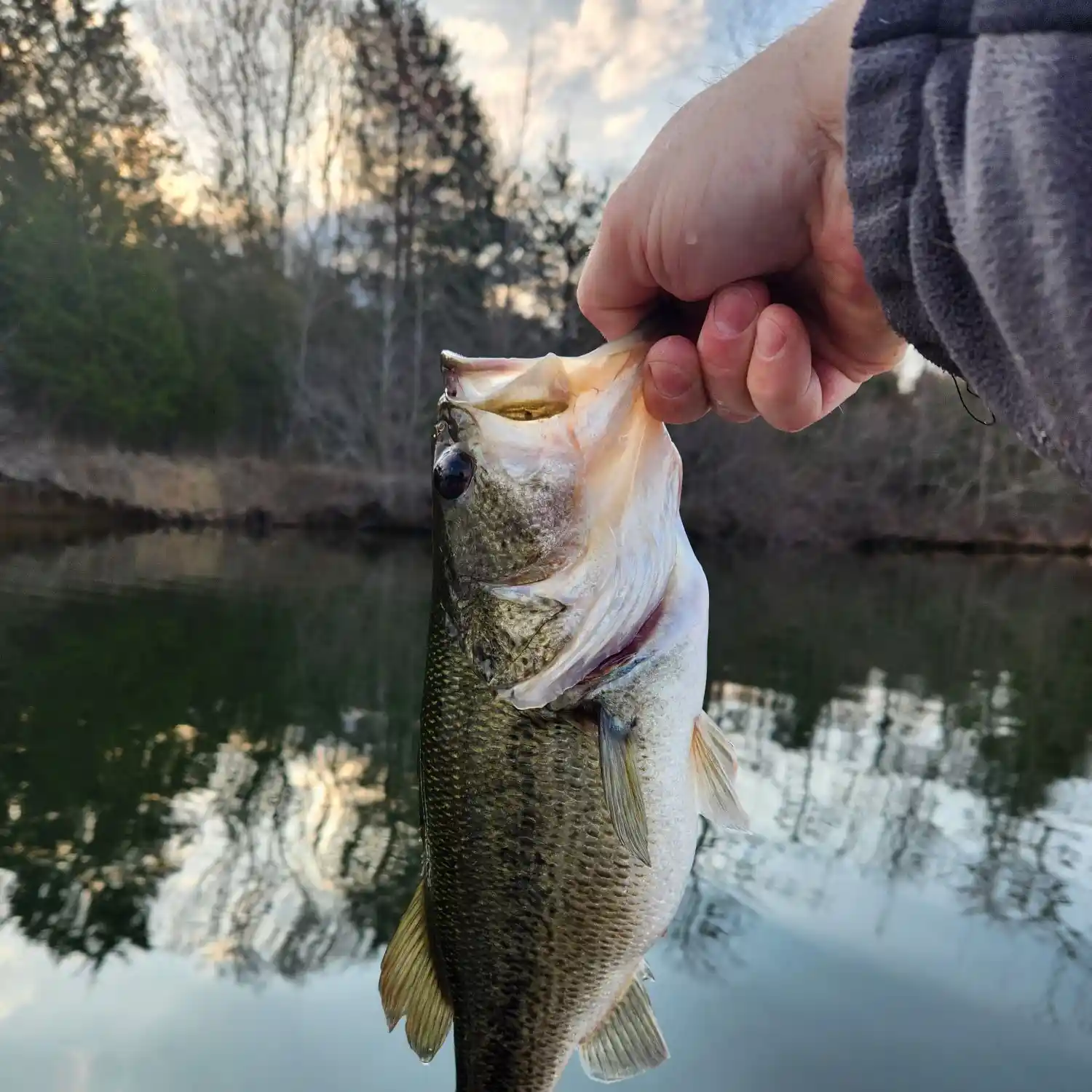 ᐅ Pin Oak Lake fishing reports🎣• Jackson, TN (United States) fishing