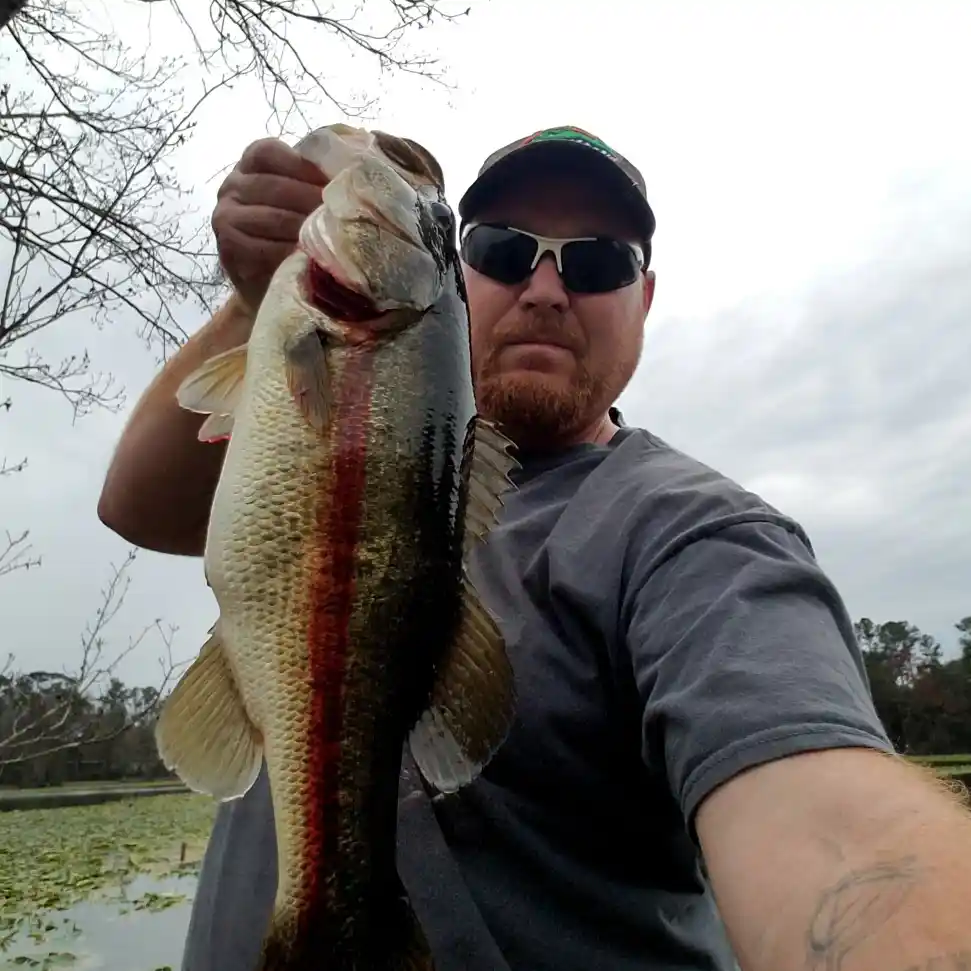 ᐅ Saint Augustine Road Fish Management Area South Pond fishing reports🎣 ...