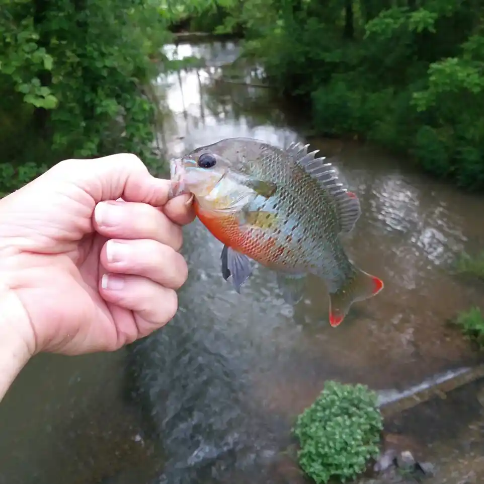 ᐅ Crawfish Spring fishing reports🎣• East Ridge, GA (United