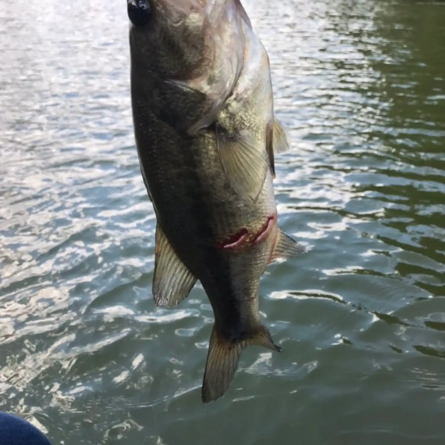 ᐅ Derby Pond fishing reports🎣• Dover, DE (United States) fishing