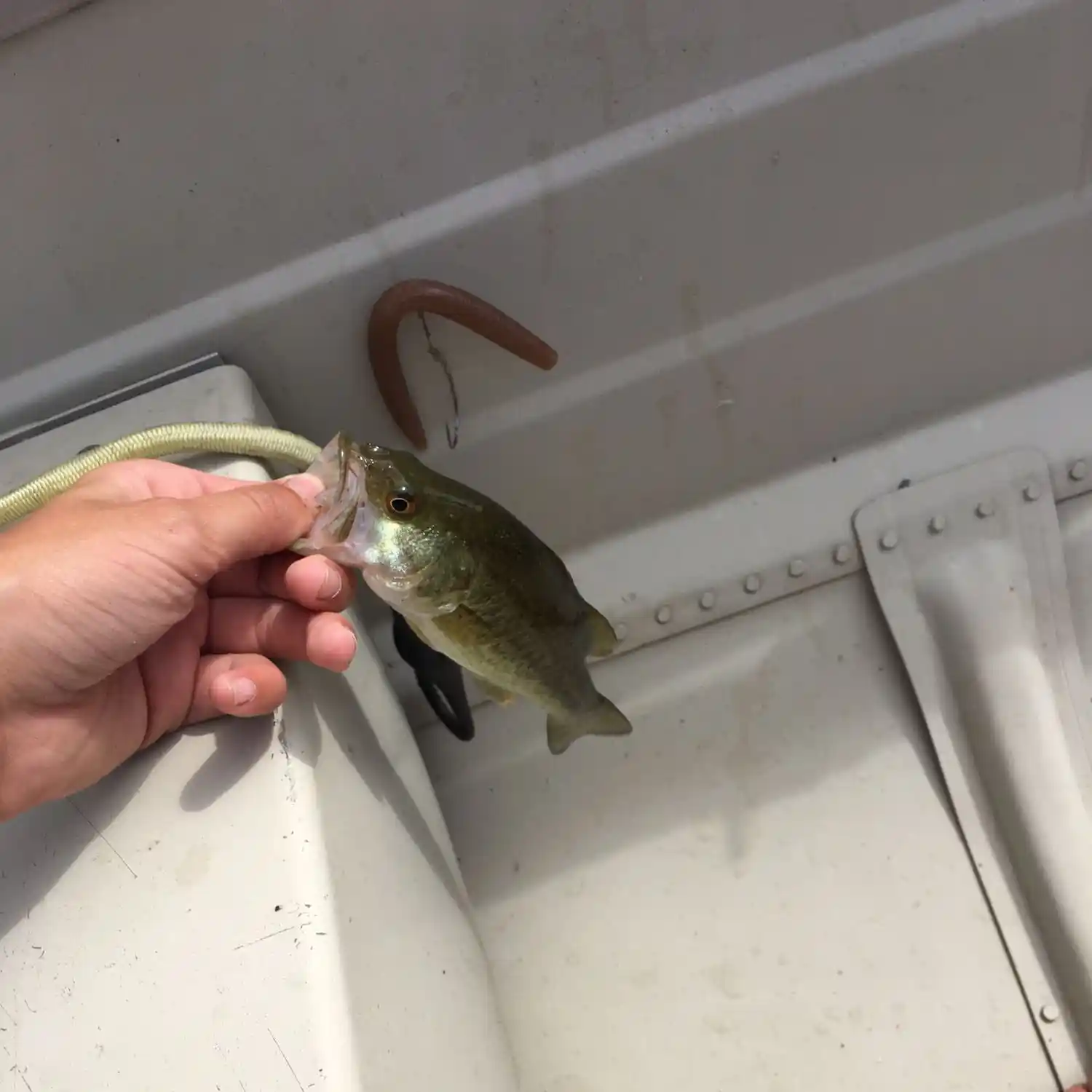 Catching BASS with TURTLE Baits 