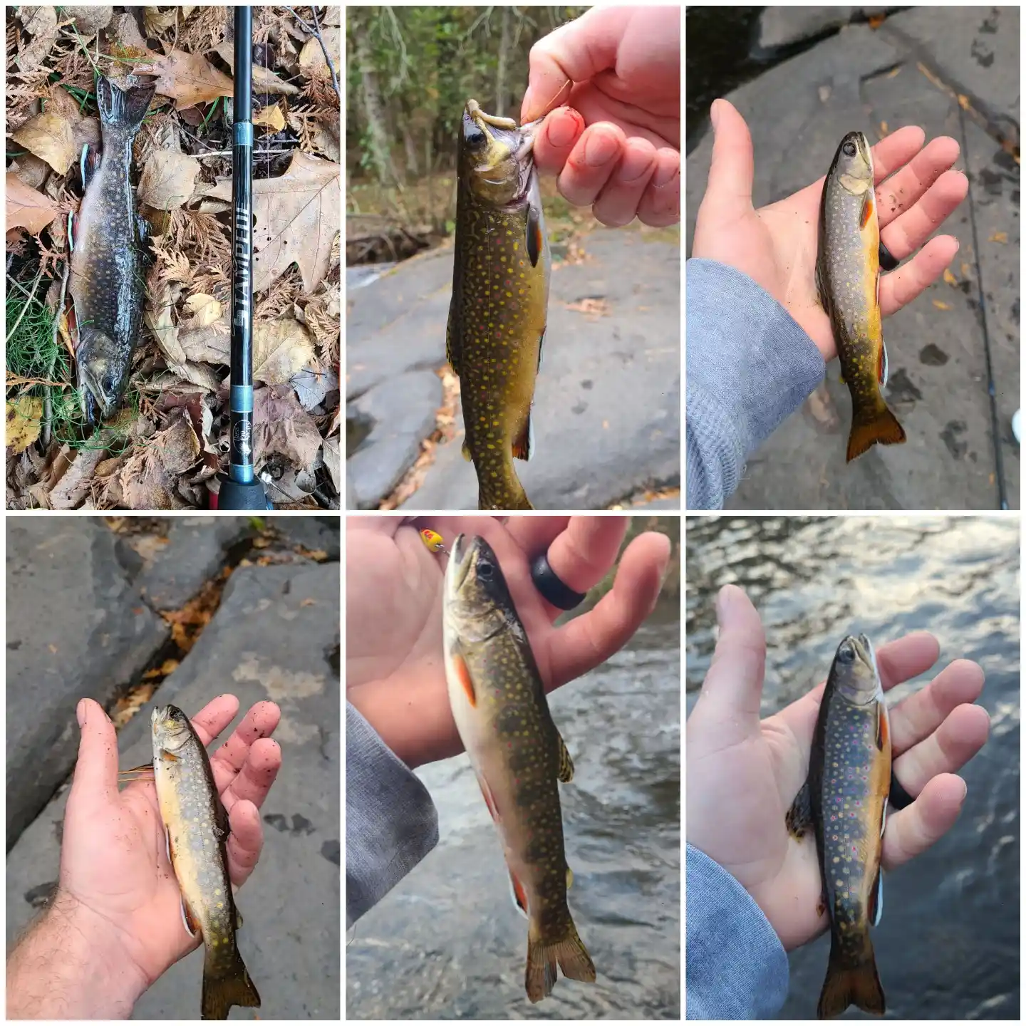 ᐅ Bagley Rapids fishing reports🎣• Suamico, WI (United States