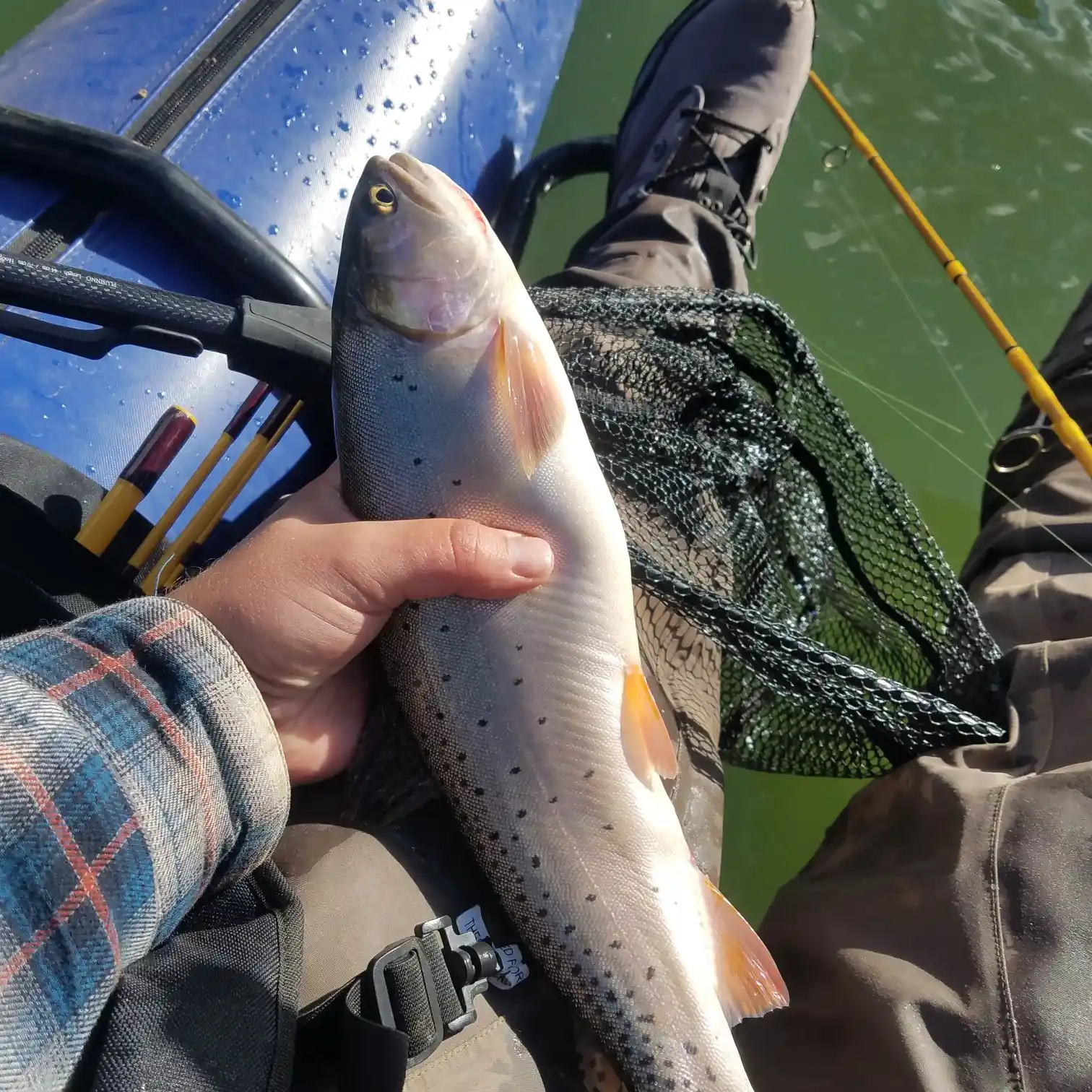 Wild Fishing Food In Reservoir With Natural Grain Extraction For Waratahs  Fishing Use