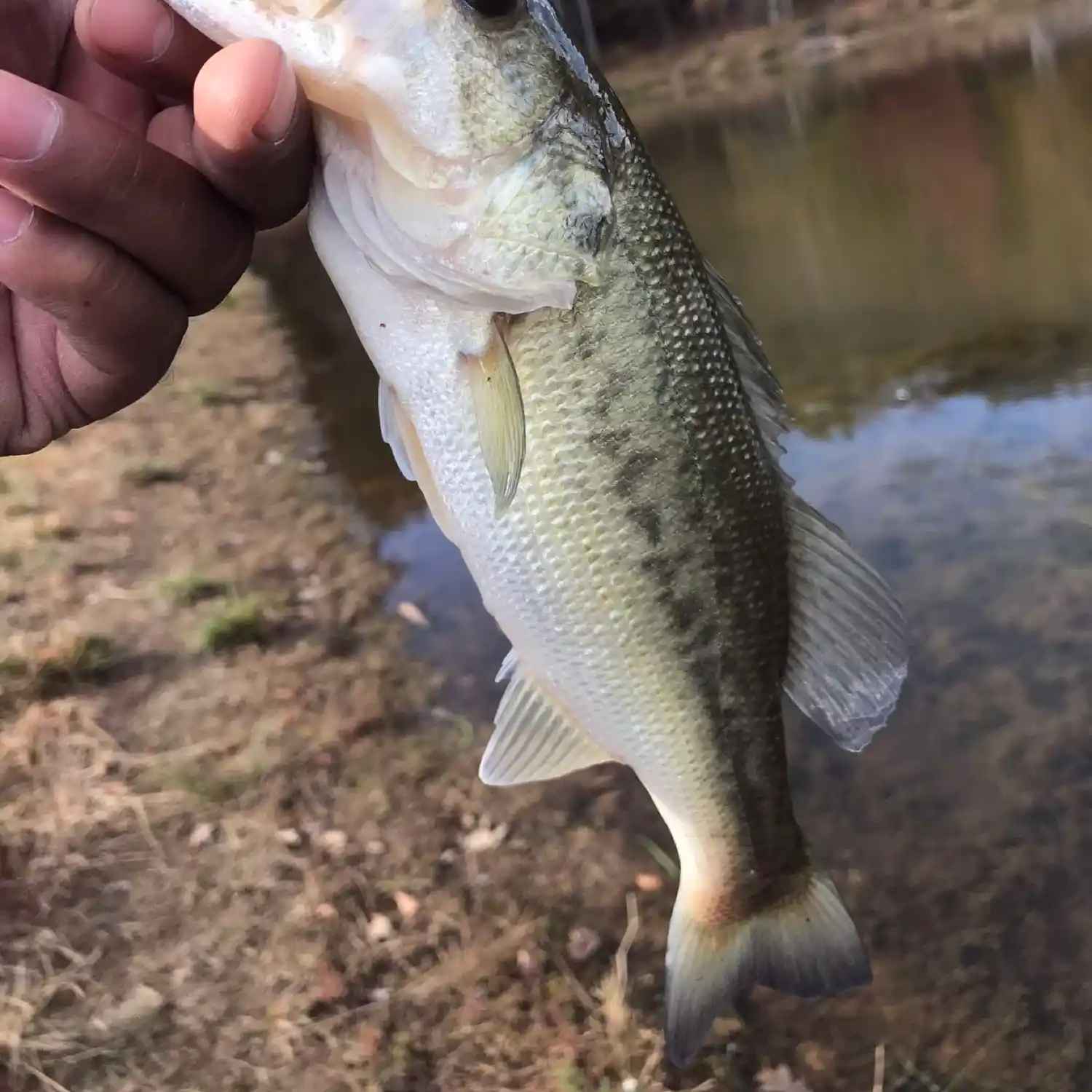 Spotted Bass vs. Largemouth Bass?