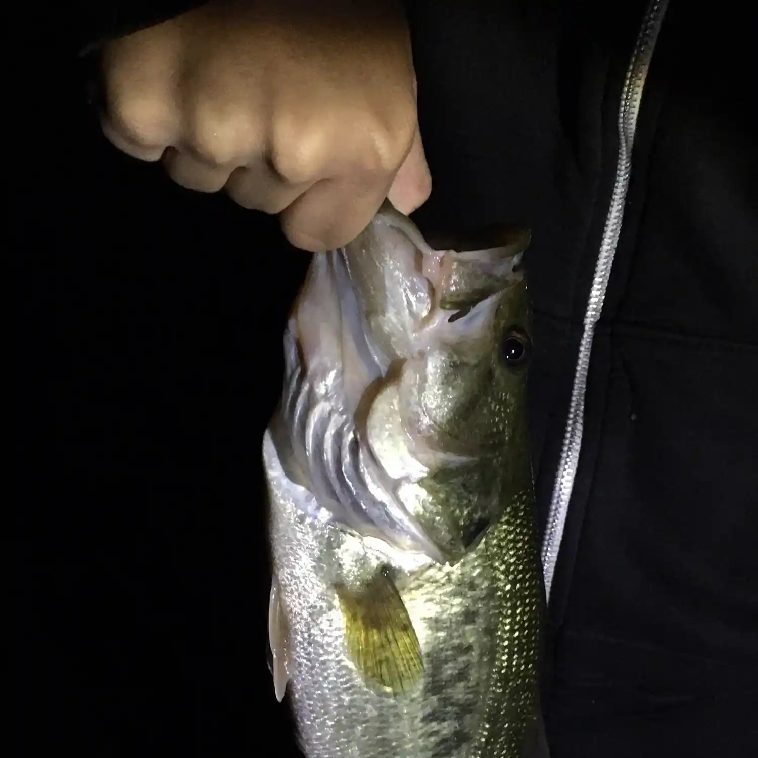 ᐅ Wedge Pond fishing reports🎣• Winchester, MA (United States) fishing