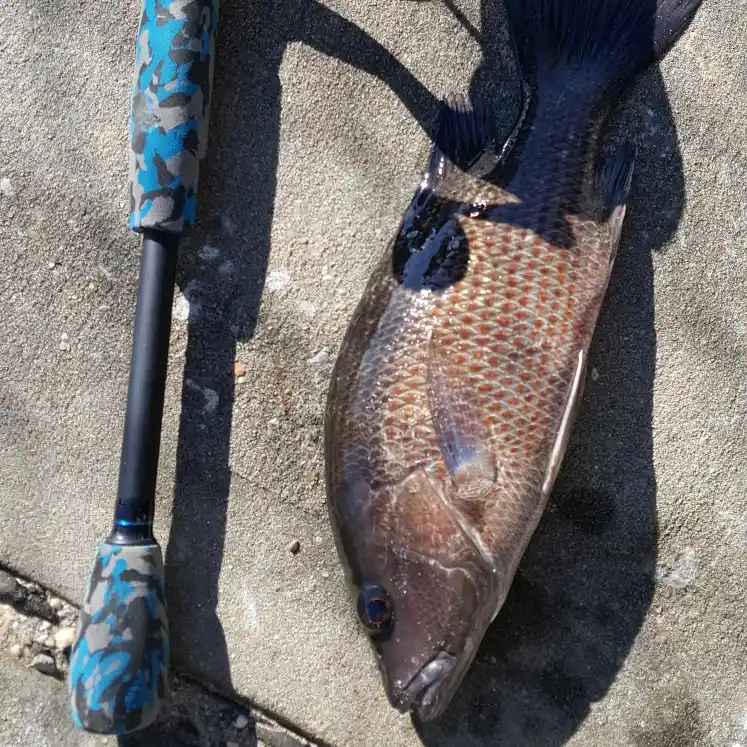 Catfish fishing tips for Pascagoula River