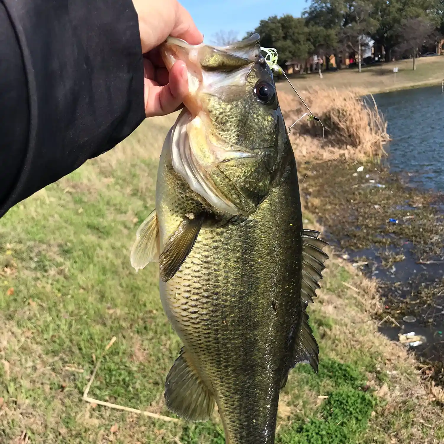 ᐅ White Rock Lake fishing reports🎣• Dallas, TX (United States