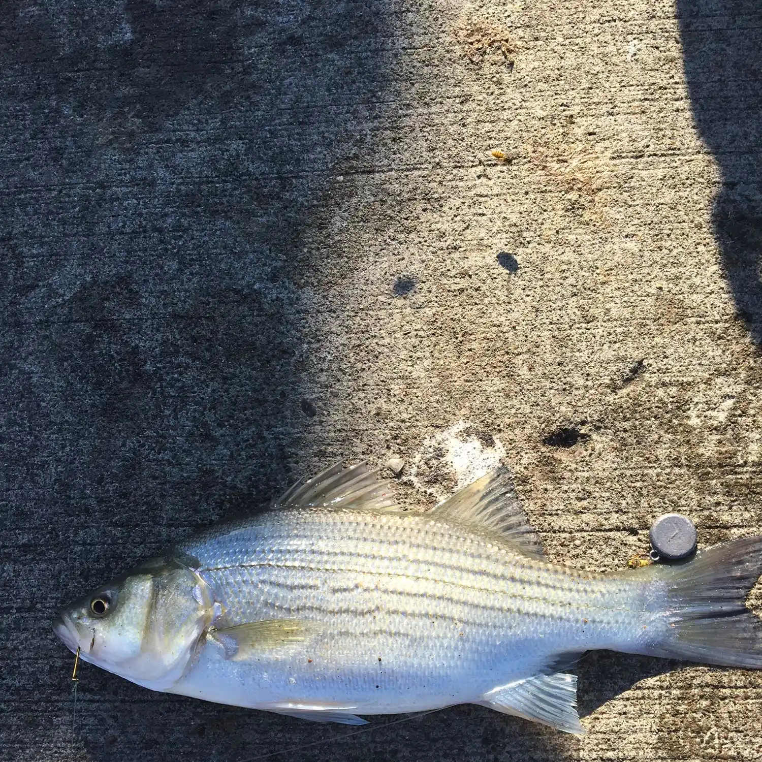 Buckeye Lake Saugeye