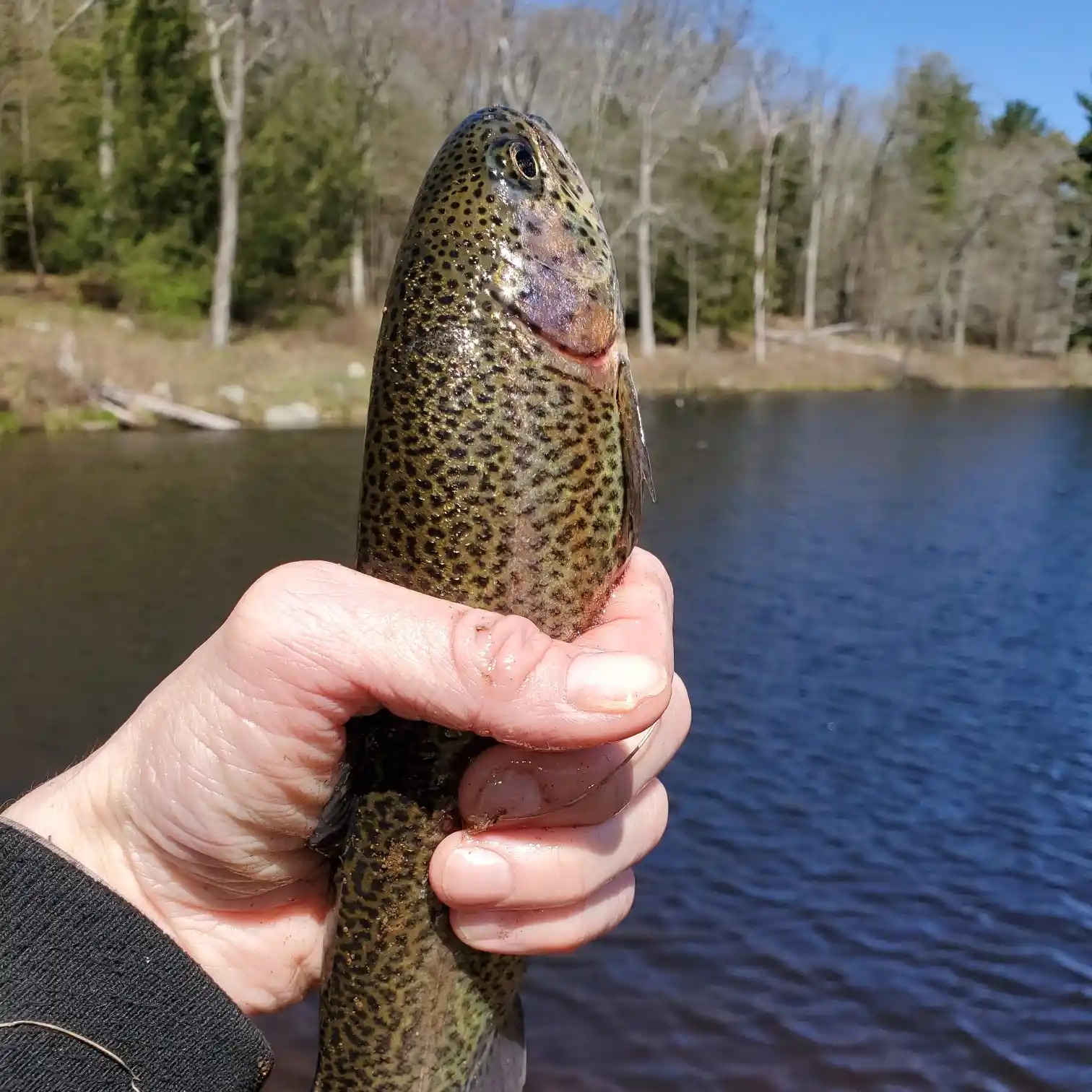 ᐅ French Brook fishing reports🎣• Manchester, CT (United States) fishing