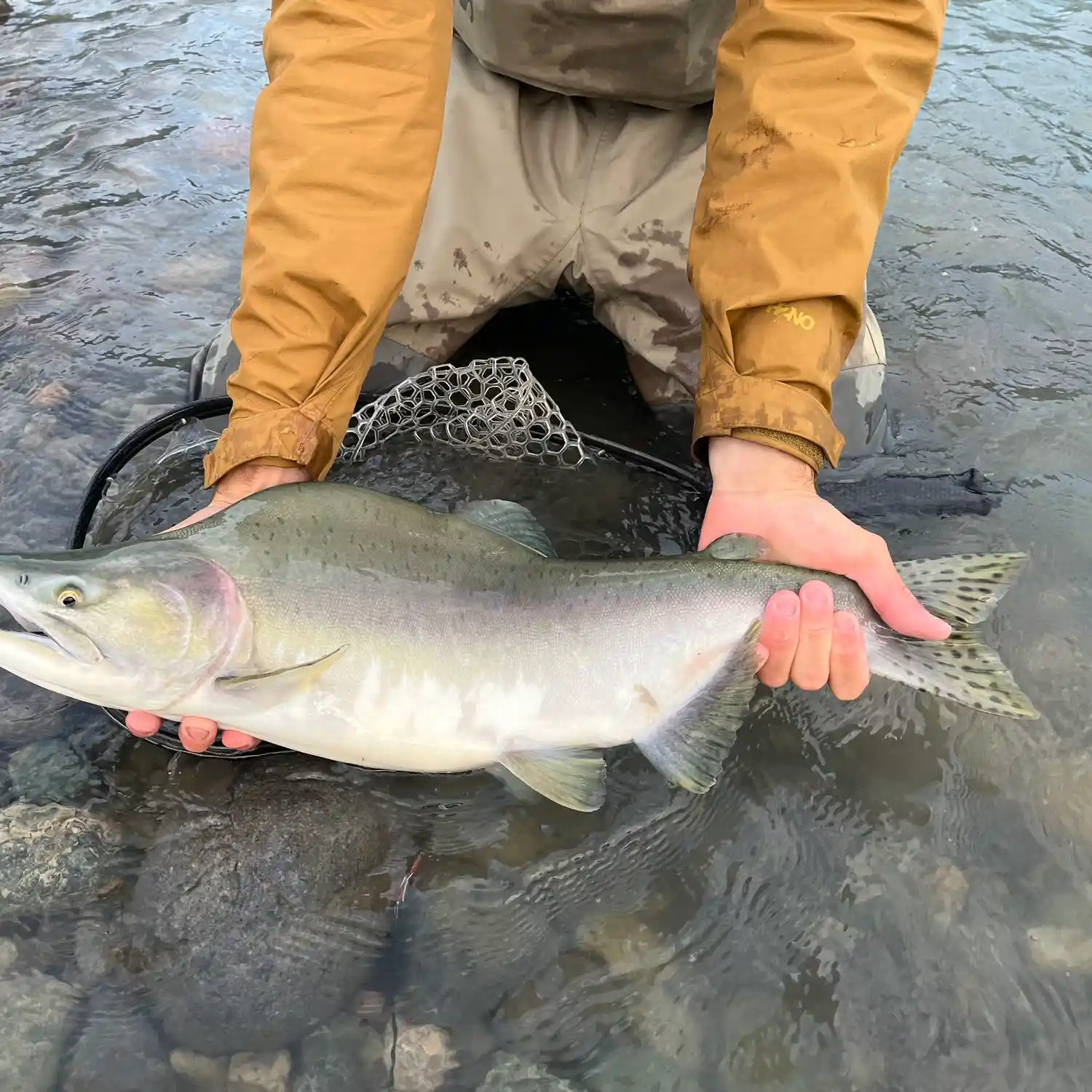 ᐅ Squamish River fishing reports🎣• Lynden, British Columbia