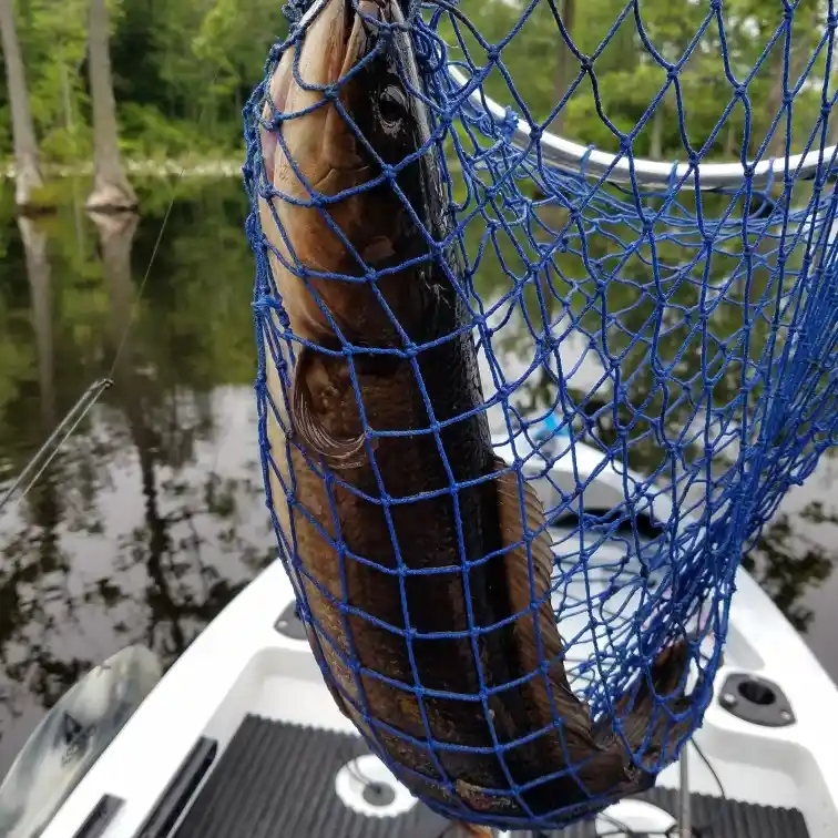 ᐅ Airfield Pond fishing reports🎣• Suffolk, VA (United States