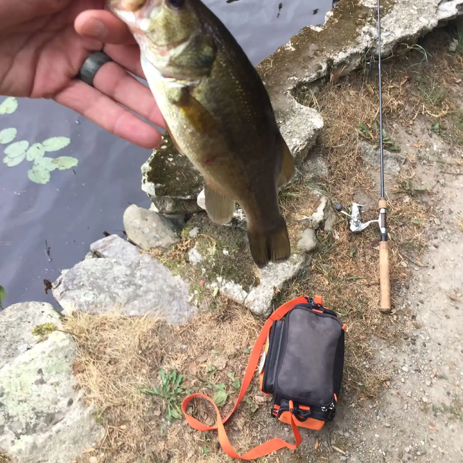 ᐅ Torrey Pond fishing reports🎣• Norwell, MA (United States) fishing