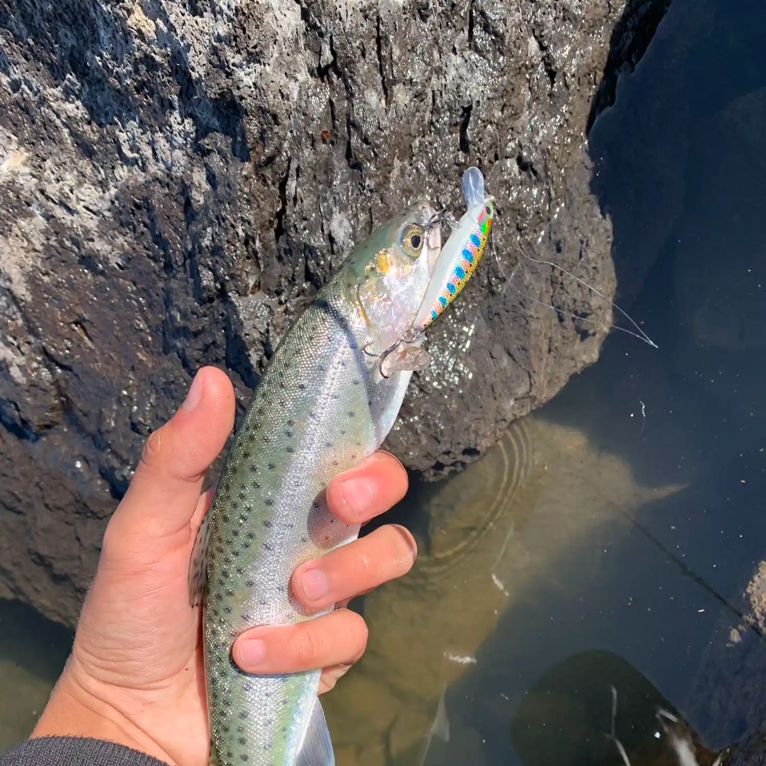 ᐅ Prosser Creek Reservoir fishing reports🎣• Truckee, CA (United