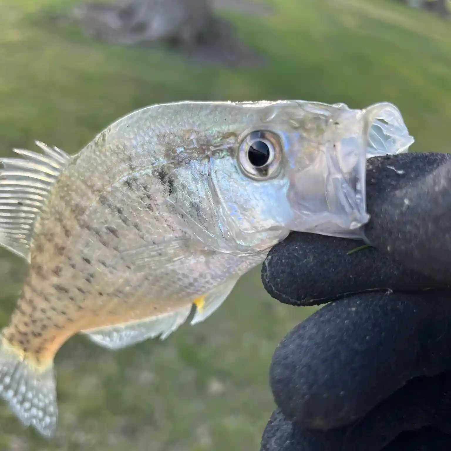 ᐅ Camp Lakota Boy Scout Lake fishing reports🎣• Defiance, OH