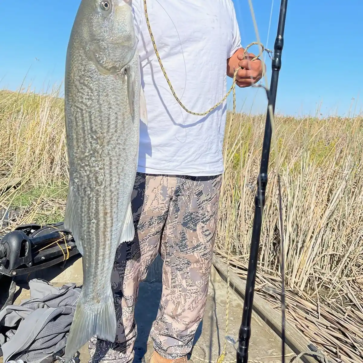 FISHING REPORT] - Nicomen Slough Cutties