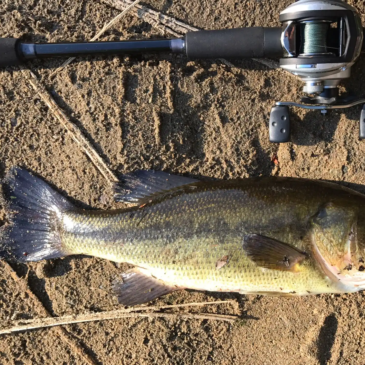 ᐅ Cow Island Pond fishing reports🎣• Dedham, MA (United States) fishing