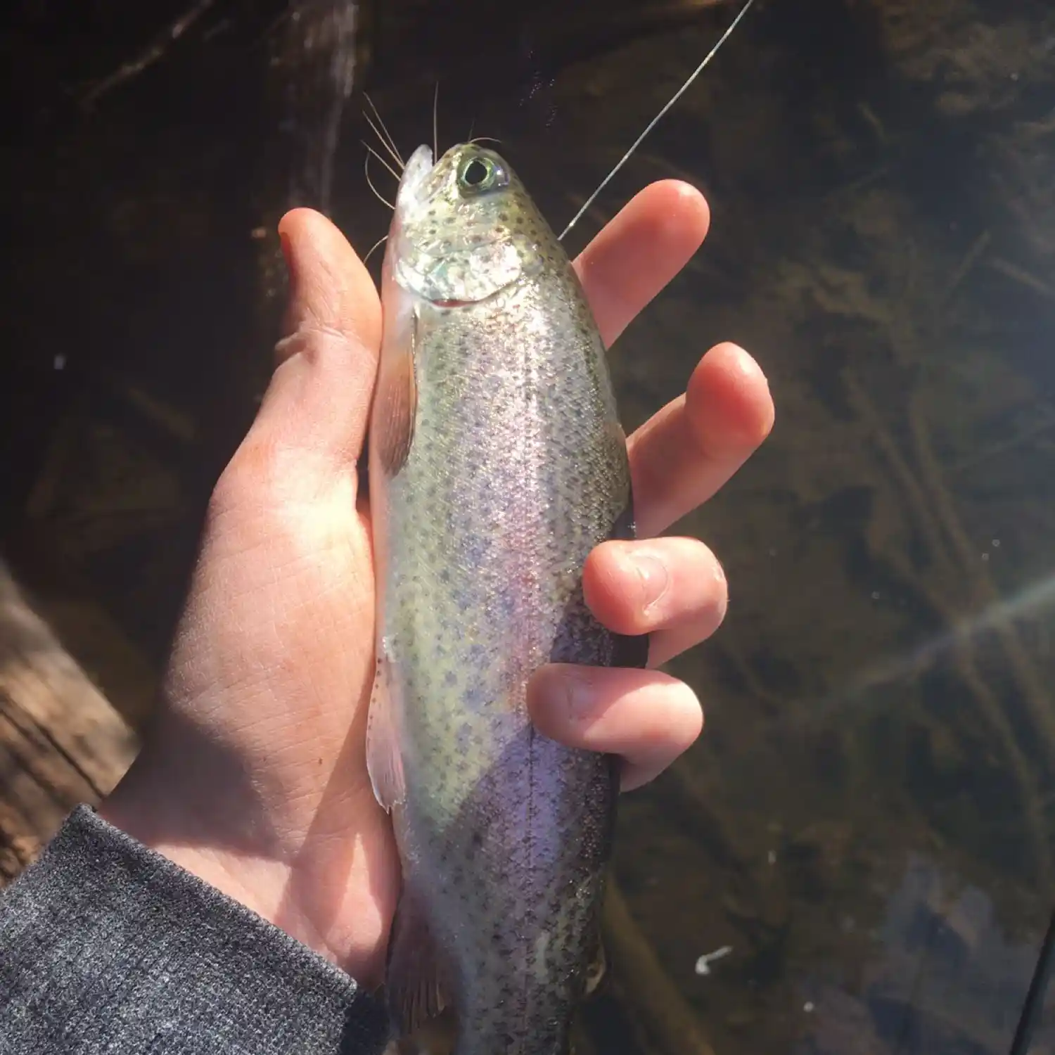 Where I have Fished: Canyon Creek, Southwest Washington