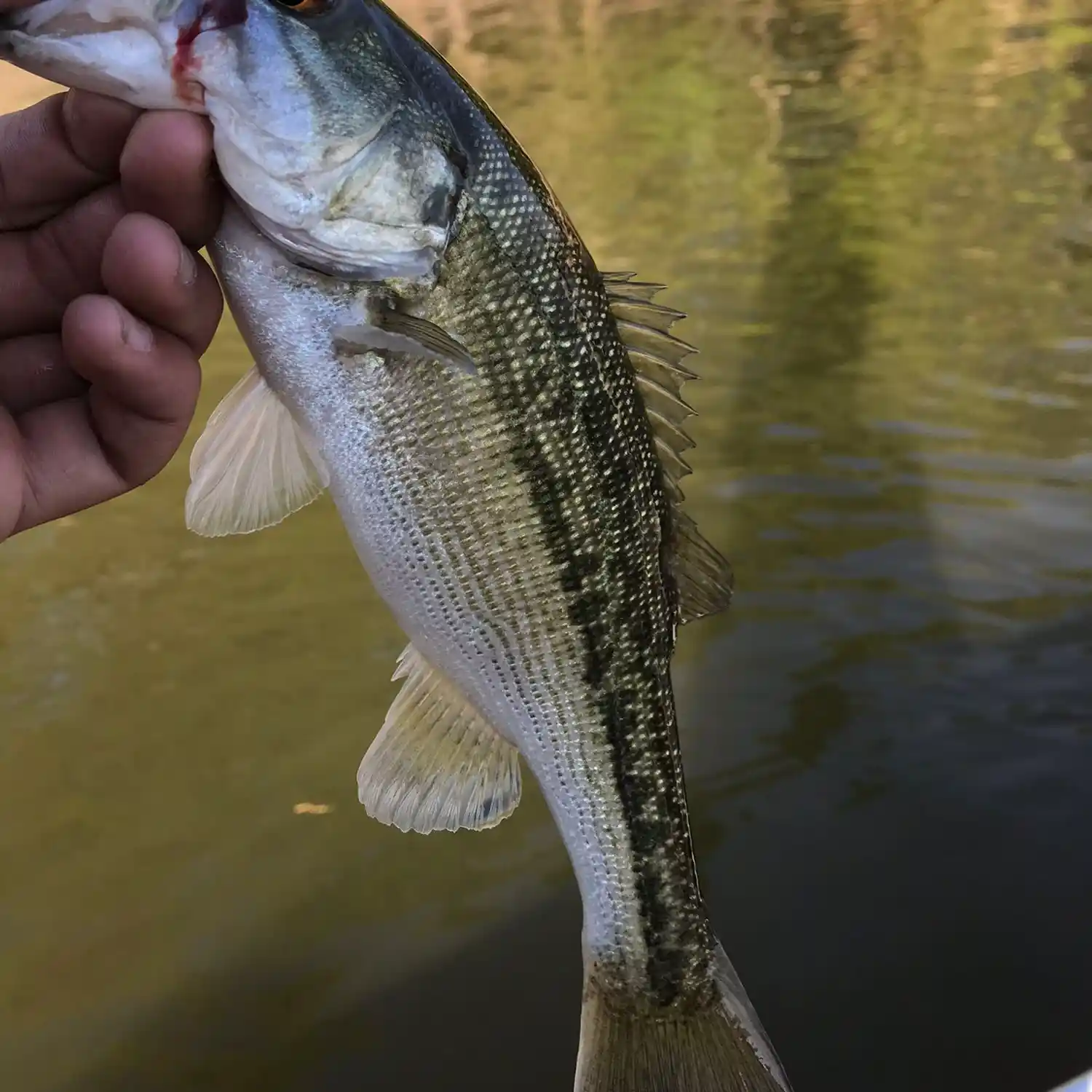 Lake Wylie (2) Fishing Report for Spotted Bass(Jun 28, 2023