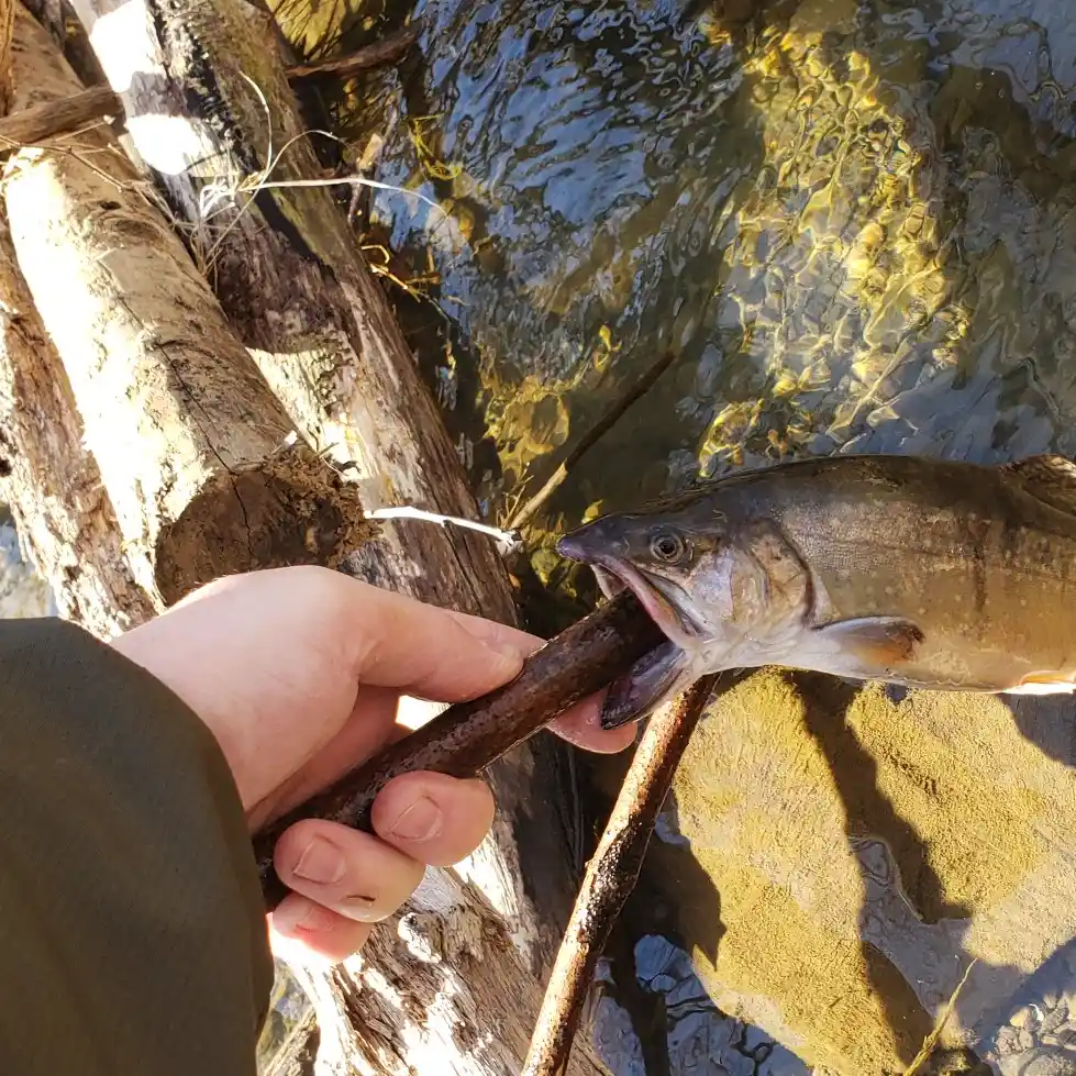 ᐅ Coopers Rock Lake fishing reports🎣• Morgantown, WV (United States)  fishing