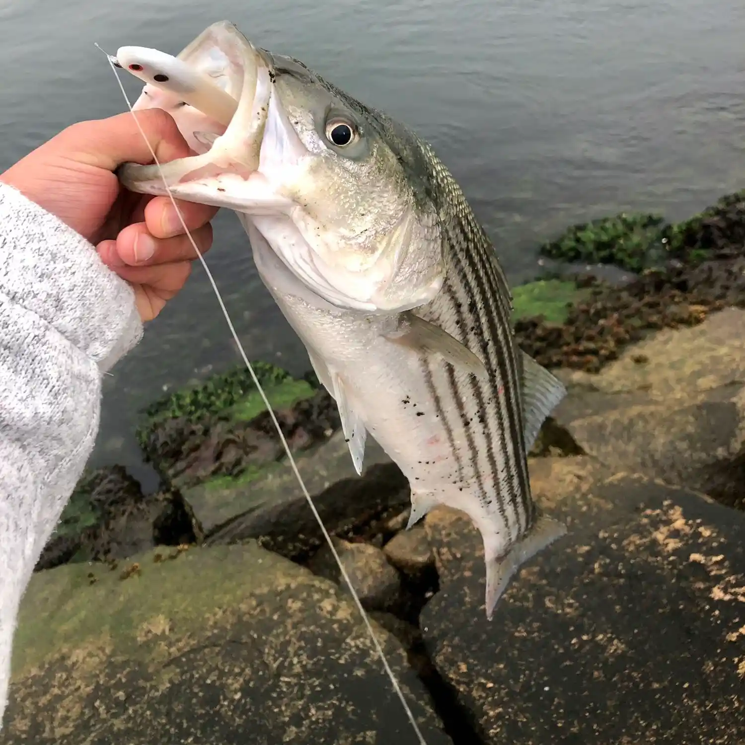 Rhode Island Striped Bass: Daytime Action Slows at Oceanfront