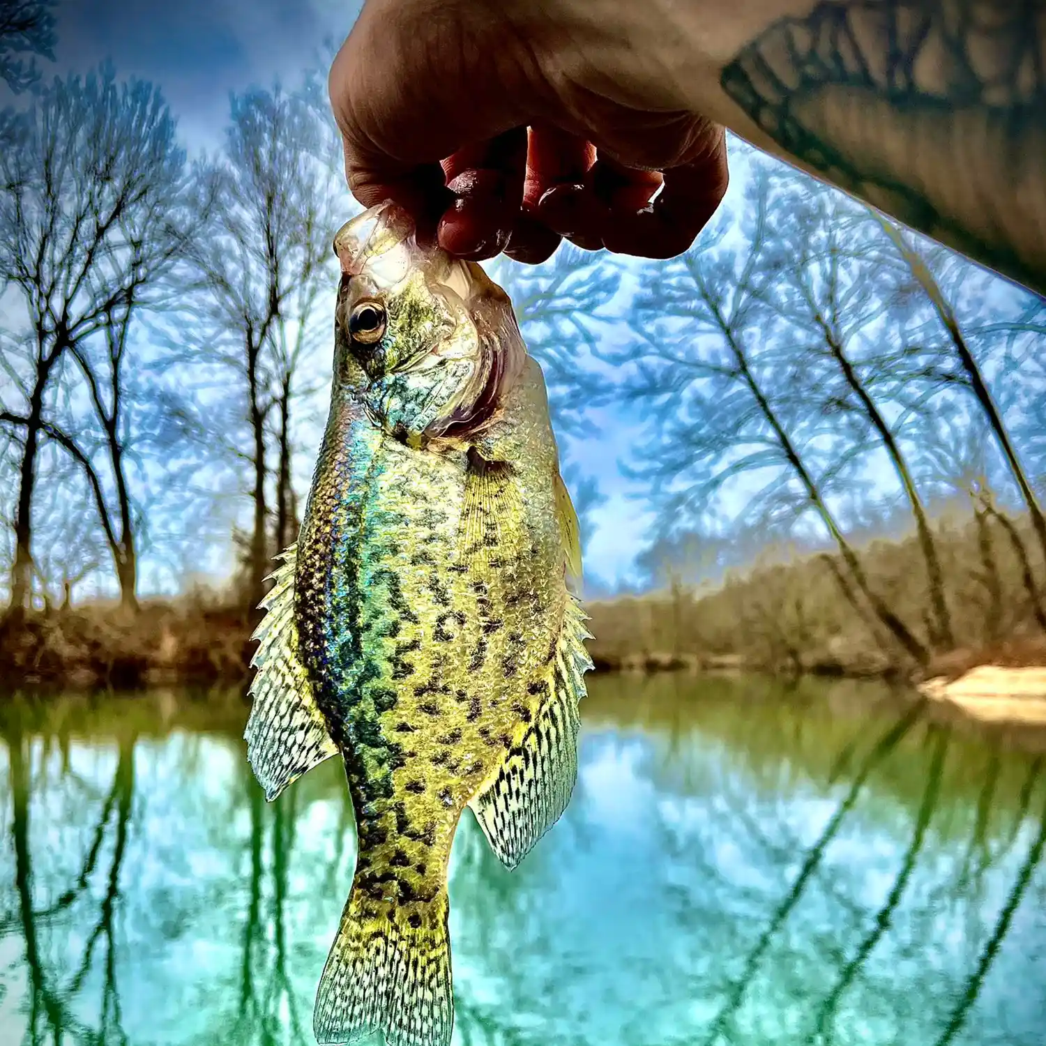 Fishing Bella Vista Sugar Creek (Creek Wading) 