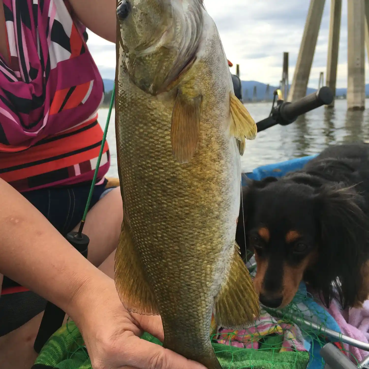 ᐅ Colville River fishing reports🎣• WA, United States fishing