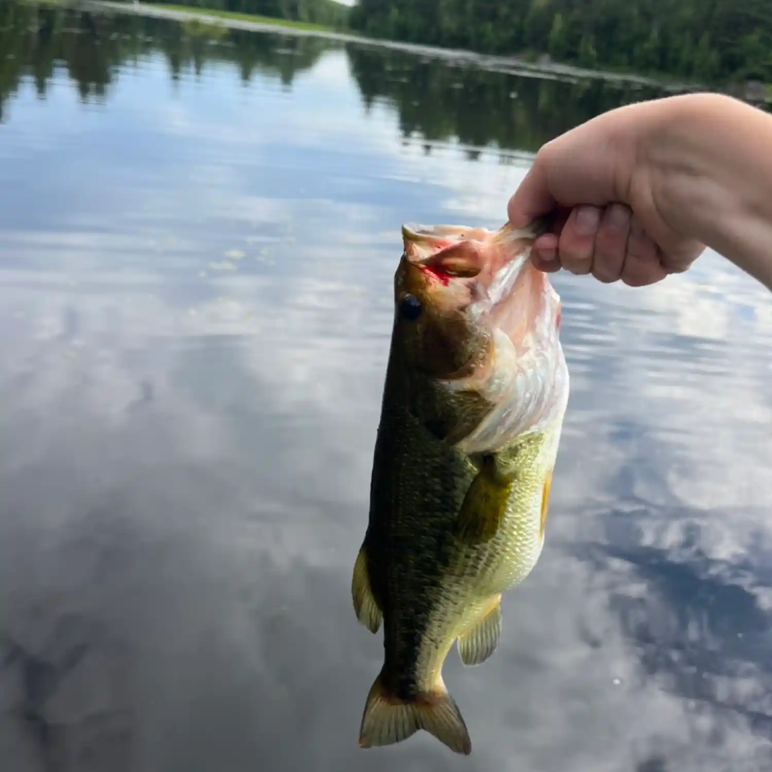 ᐅ Brewster River fishing reports🎣• Essex, VT (United States) fishing