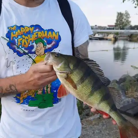 most liked catch image