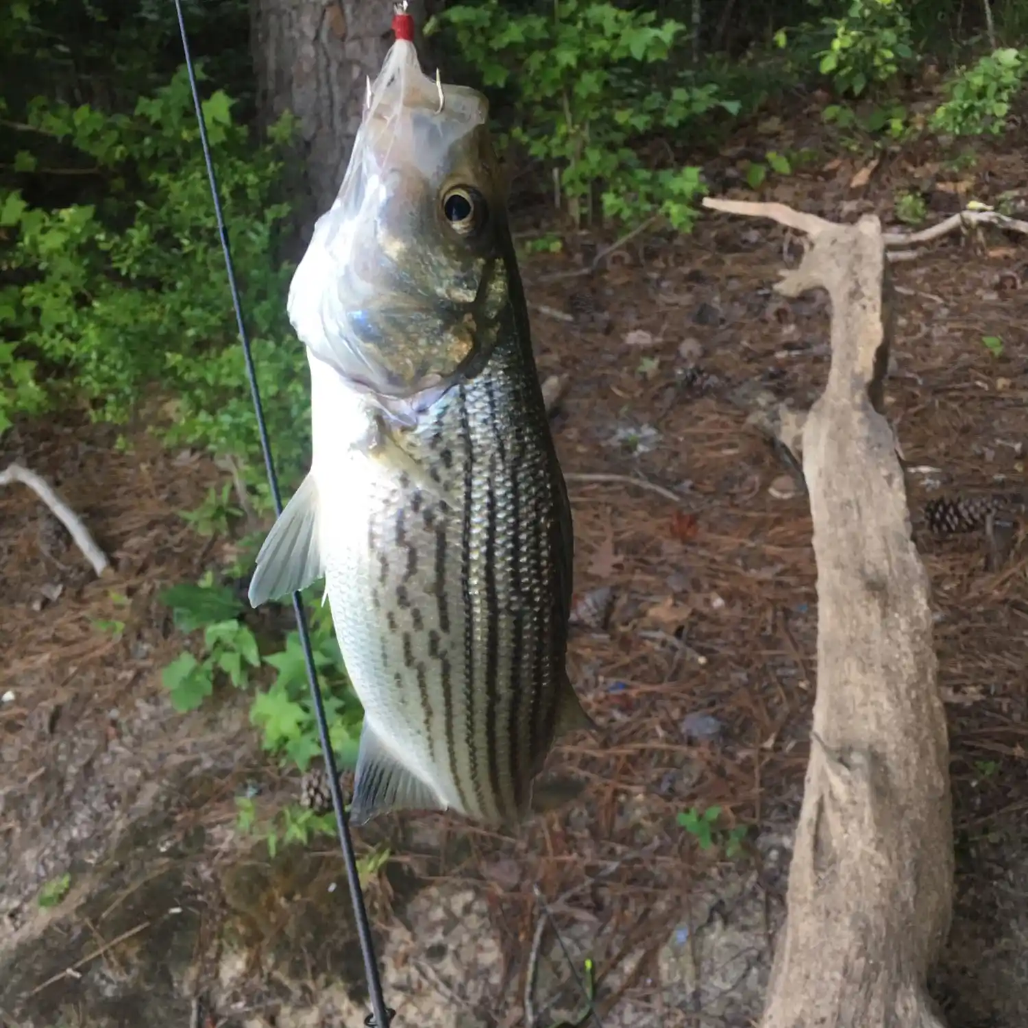 Wearing out Spotted Bass on the Saluda River - Buzzard's Roost to