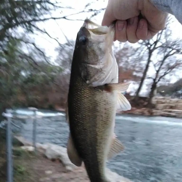 Black Bass Fishing the San Marcos River, TX - In4adventure