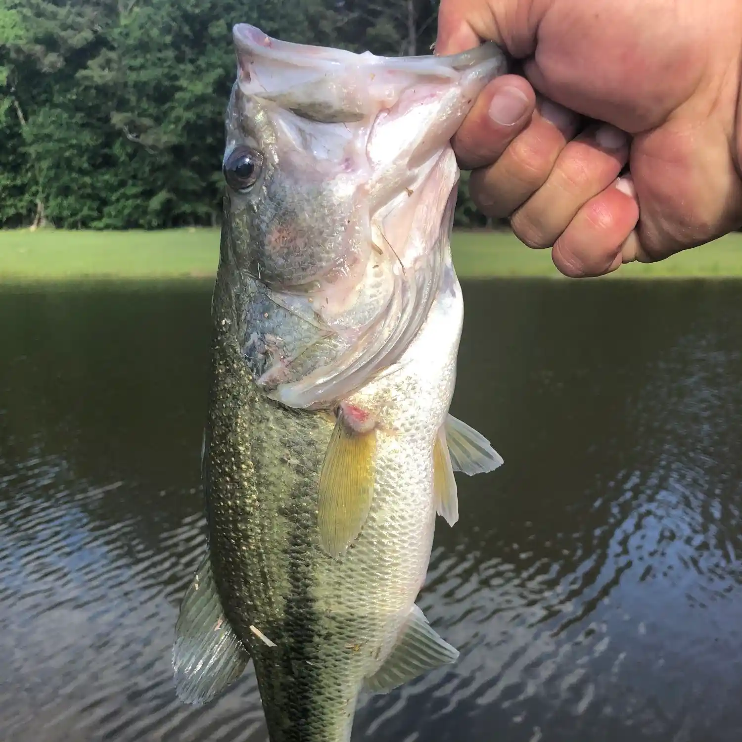 Old River Bass Fishing 