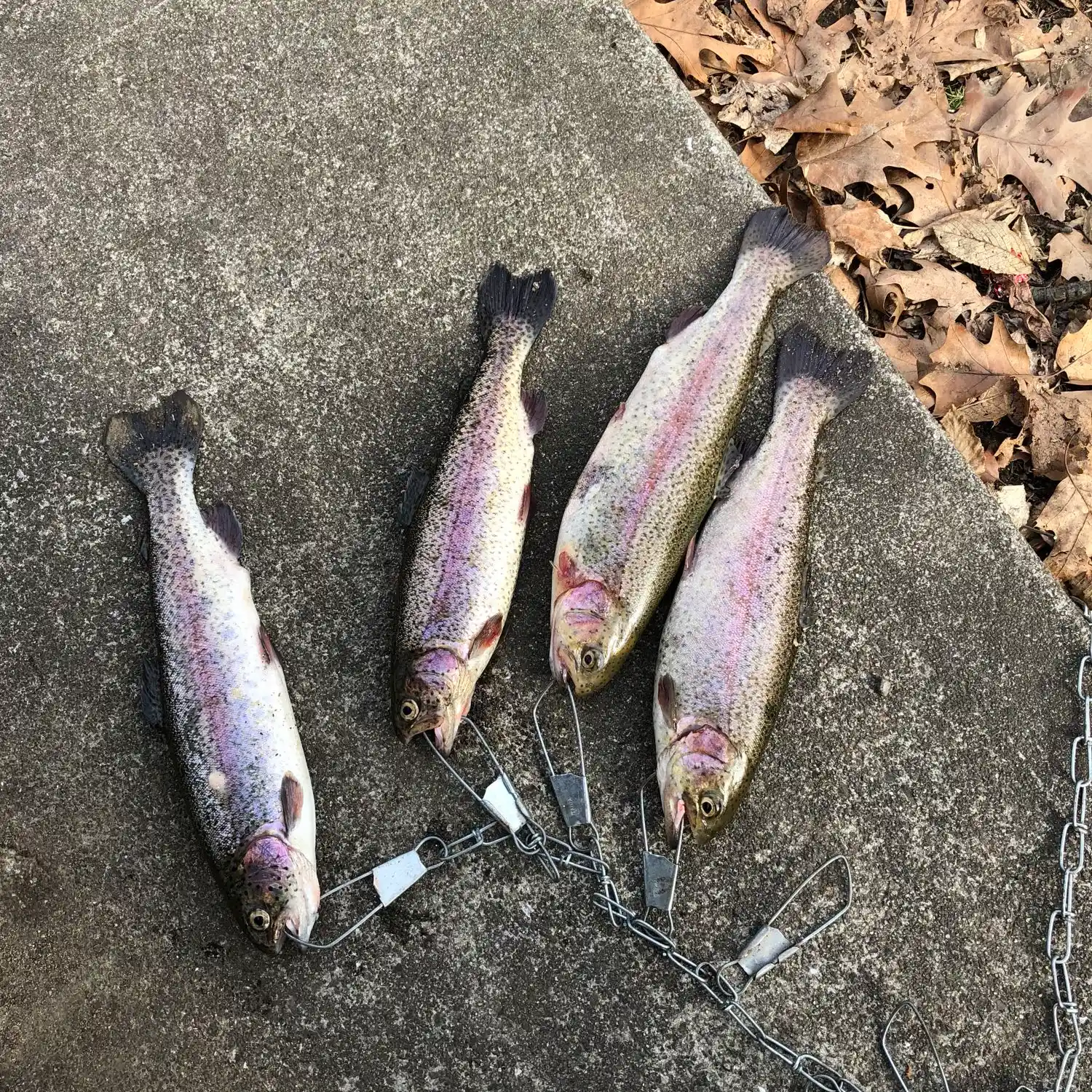 Caught a dozen Rainbow trout on in-line spinners yesterday out of a creek  in NJ. All the Rainbow trout measured between 10-12 inches, (average size  for NJ stocked trout) but it was