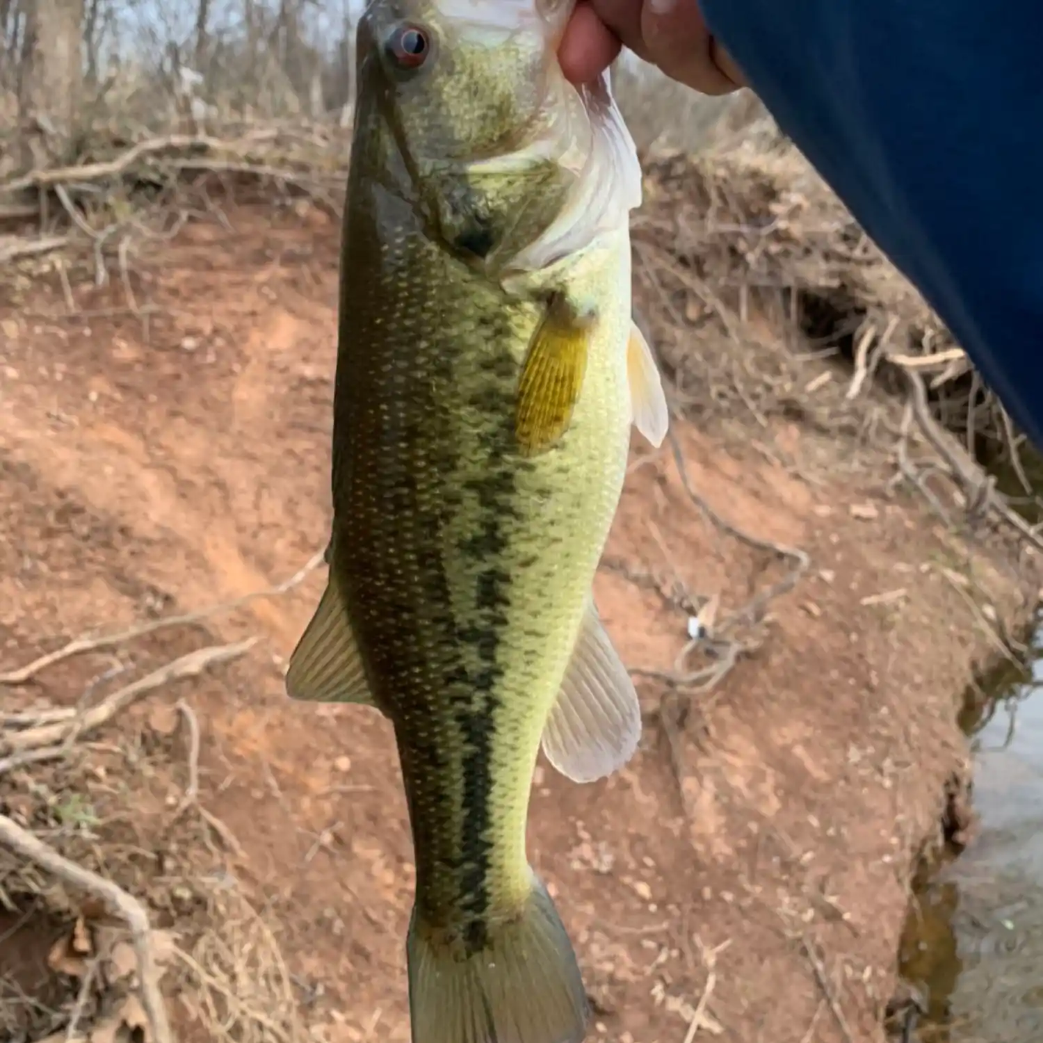 ᐅ Cub Run fishing reports🎣• Sudley, VA (United States) fishing