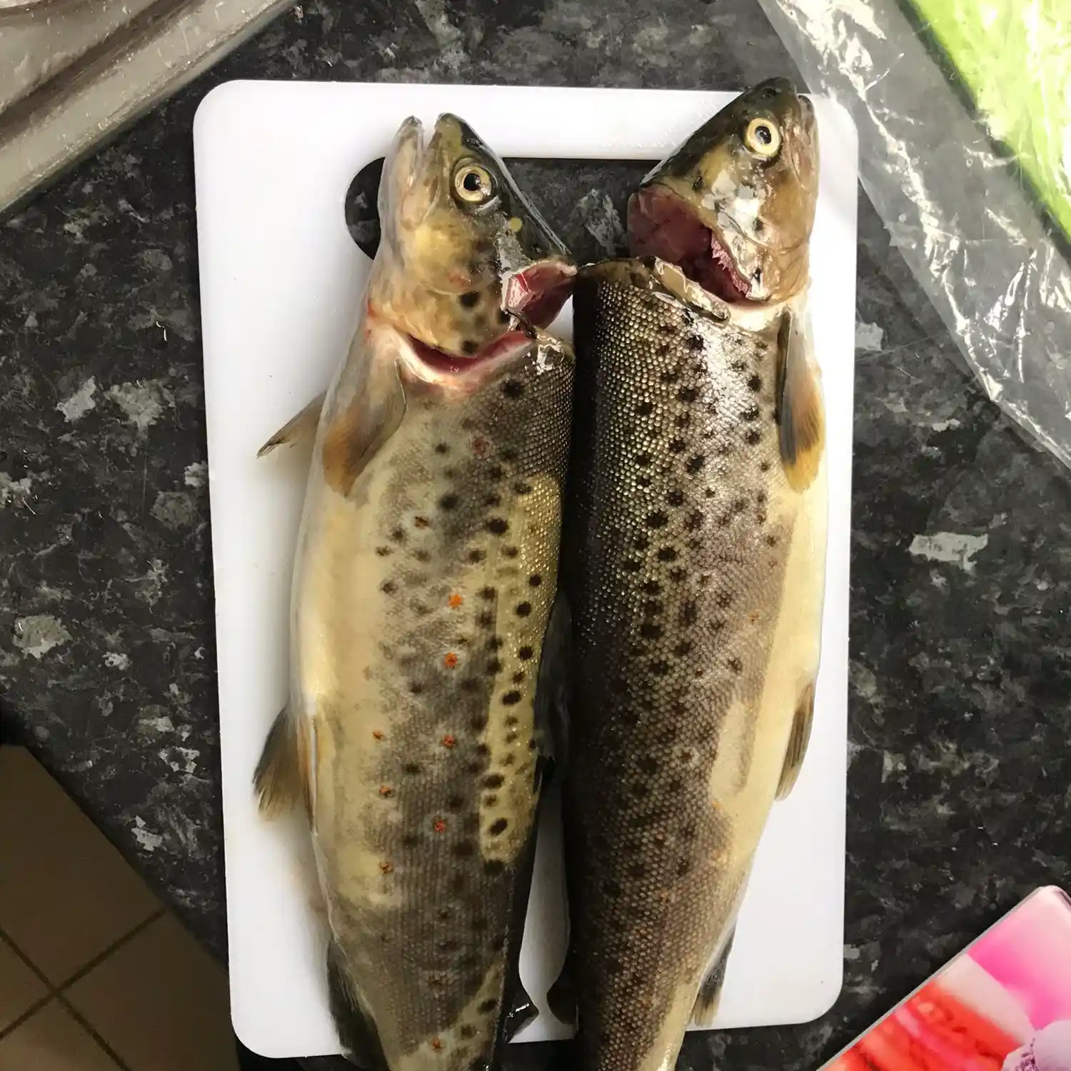 ᐅ Robe River fishing reports🎣• Connaught, Ireland fishing