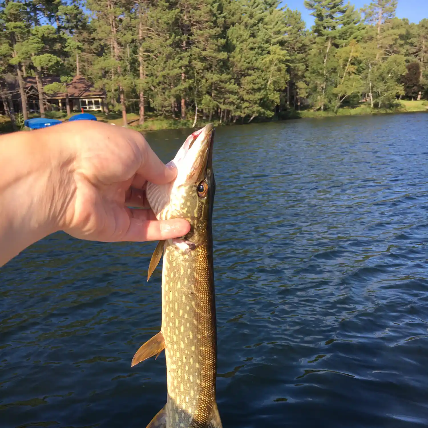 Fishing for Walleye in the Eagle River Chain of Lakes