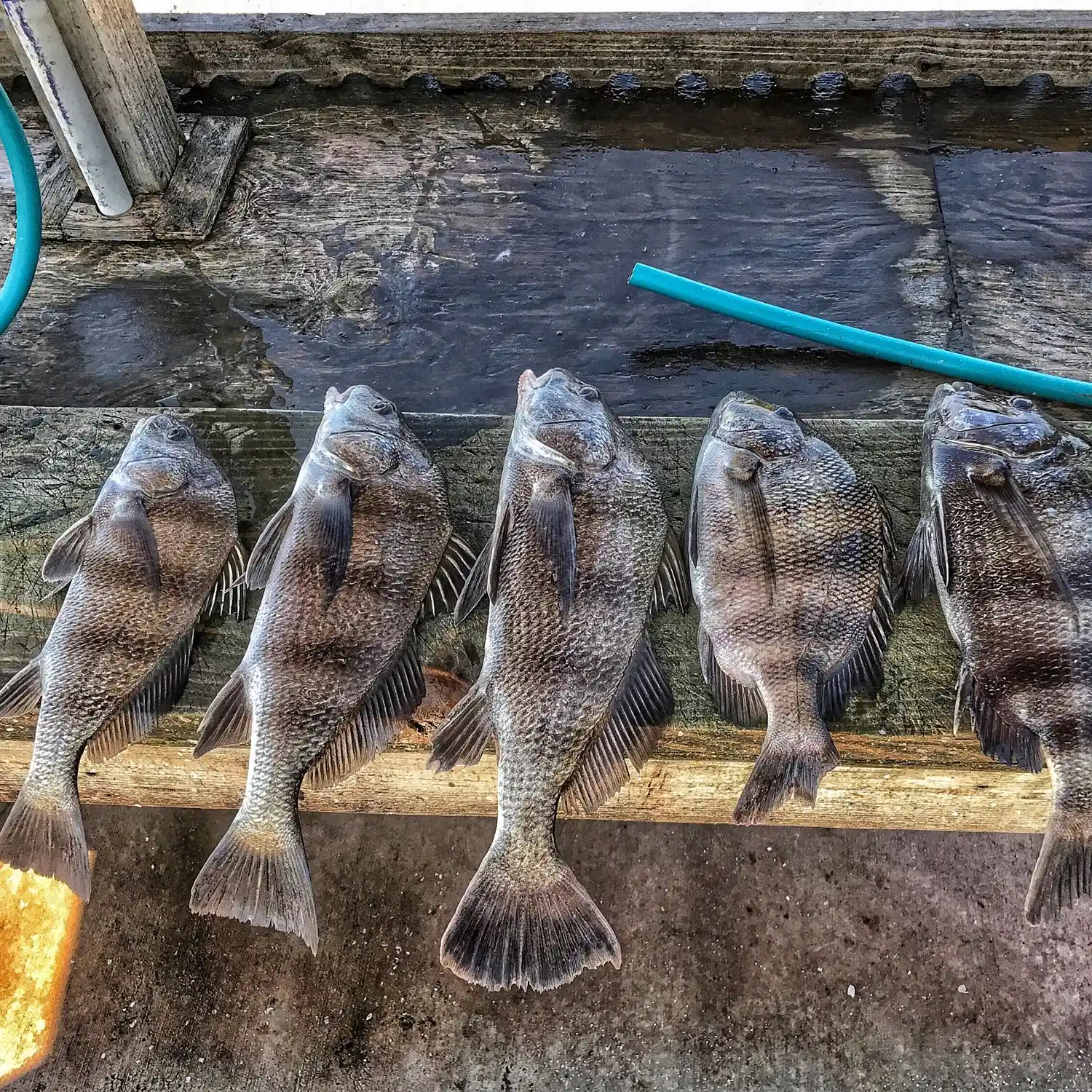 ᐅ Copano Bay fishing reports🎣• Rockport, TX (United States) fishing