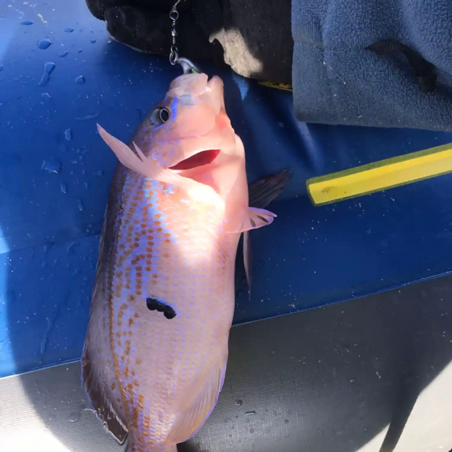 ᐅ Eggs and Bacon Bay fishing reports🎣• Tasmania, Australia fishing