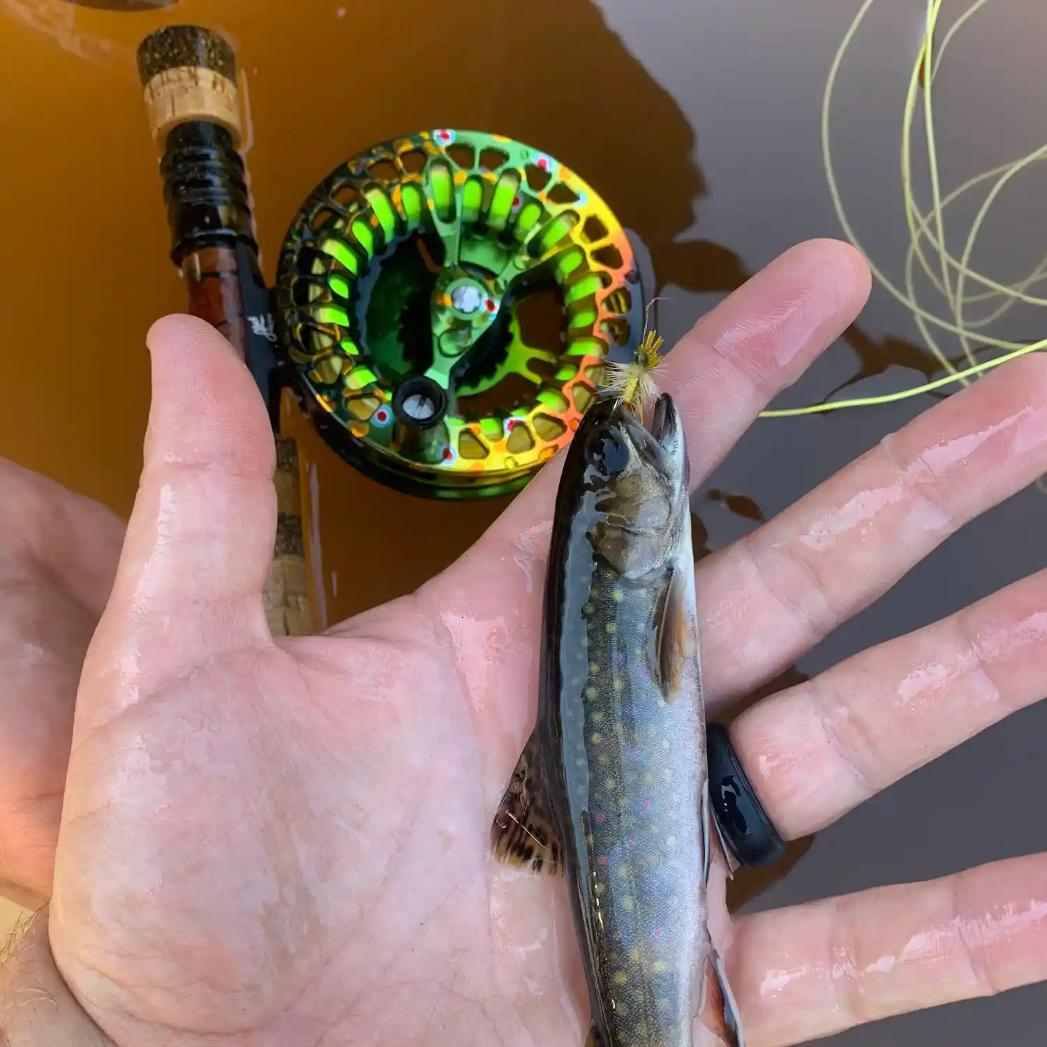 Poconos lure trout anglers