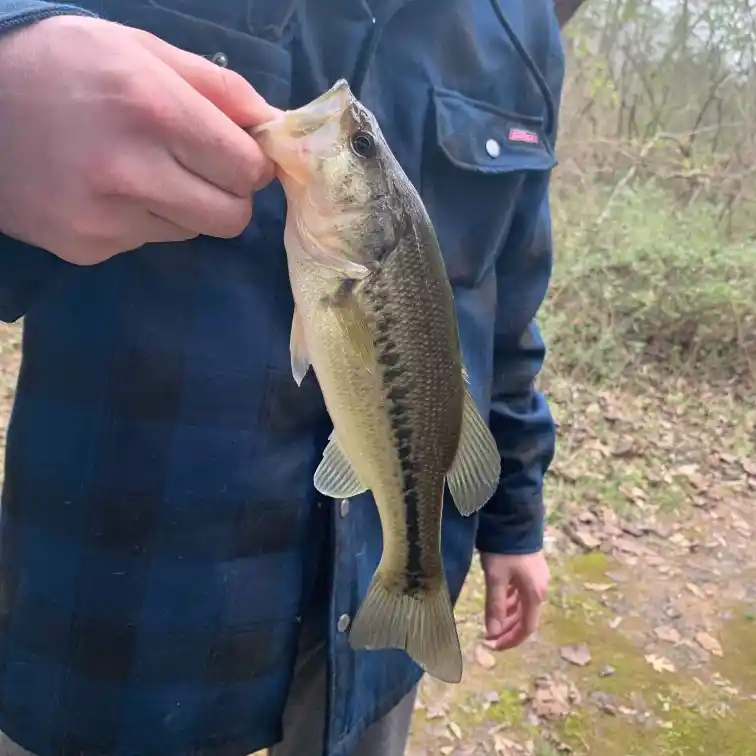 ᐅ Lytle Creek fishing reports🎣• Murfreesboro, TN (United States) fishing