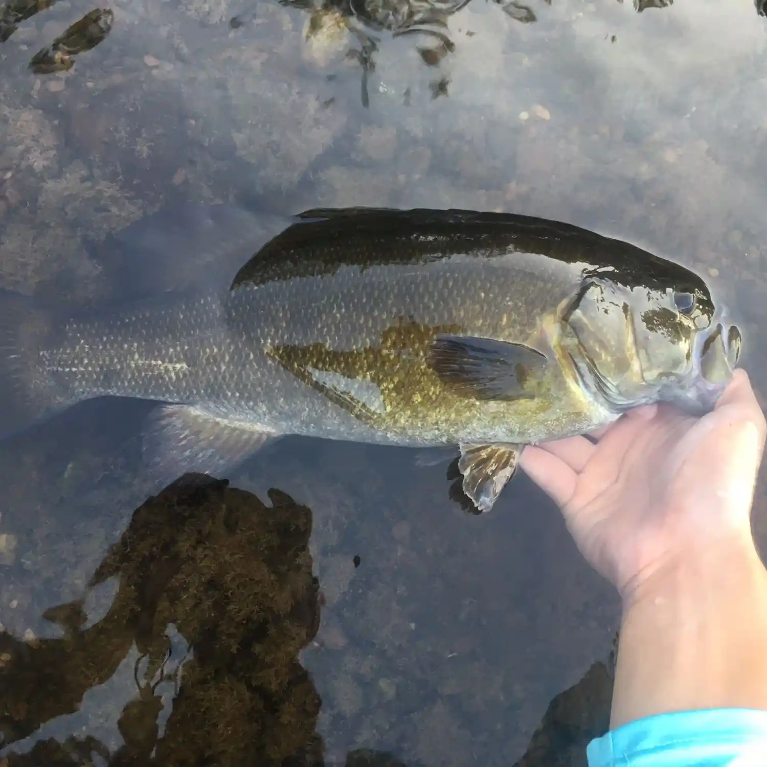 Litton's Fishing Lines: North Branch Raritan River Nice Rainbow Trout and  Using Salmon Eggs