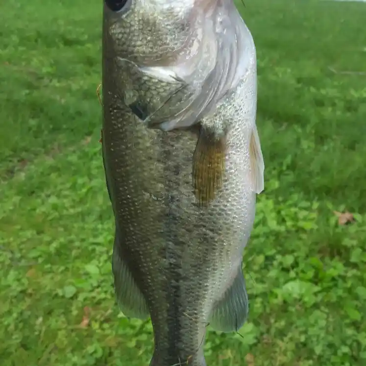 Senko Fishing for Bass on Newton Lake, NJ 