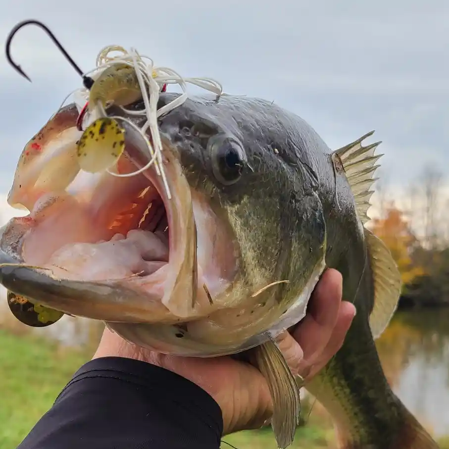 Simple Sea Bass Fishing 